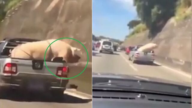 Indignación en Brasil: Trasladan a cabra y cerdo con cuerdas y apretados en vehículo