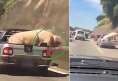 Indignación en Brasil: Trasladan a cabra y cerdo con cuerdas y apretados en vehículo