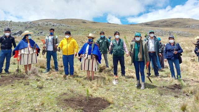 Instalan más de 22 mil plantones forestales maderables que beneficiará a 540 familias rurales en Cajamarca