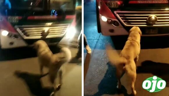 Ojo - Perrito evita que bus en el que se iba su dueño, avance