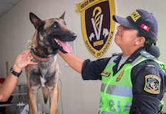 Perros policía reciben buena atención médica