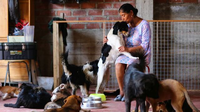 Congreso aprueba ley “Cuatro Patas” que propone priorizar esterilización de perros y gatos