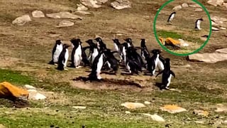 Pingüinos conversan y uno de ellos comete una divertida “equivocación” que alborota al Internet