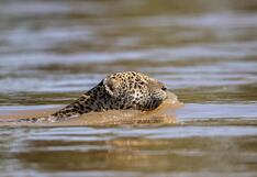 Seis mil jaguares en peligro por la minería ilegal y deforestación en Madre de Dios
