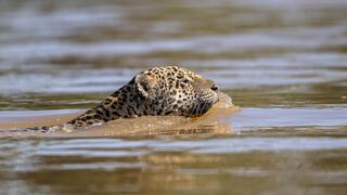 Seis mil jaguares en peligro por la minería ilegal y deforestación en Madre de Dios