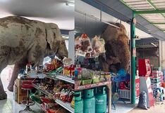 Elefante come de todo en tienda y se va “sin pagar” la cuenta