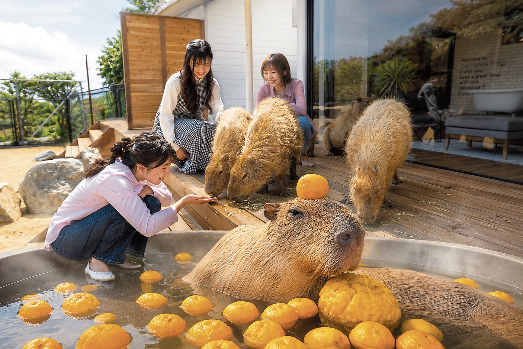 Los capibaras (ronsocos, en el Perú) son muy valorados en el mundo, incluido por los turistas en el Japón.