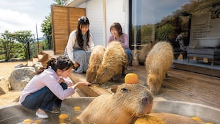 Presencia de capibaras, que conviven con turistas, agota reservas en hotel