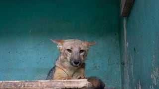 Caso del zorro ‘Run Run’: especialistas piden incluir el tráfico de animales silvestres como delito de crimen organizado