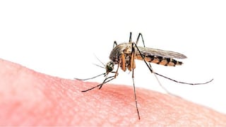 ​Se registra más casos de dengue que de zika en el Perú