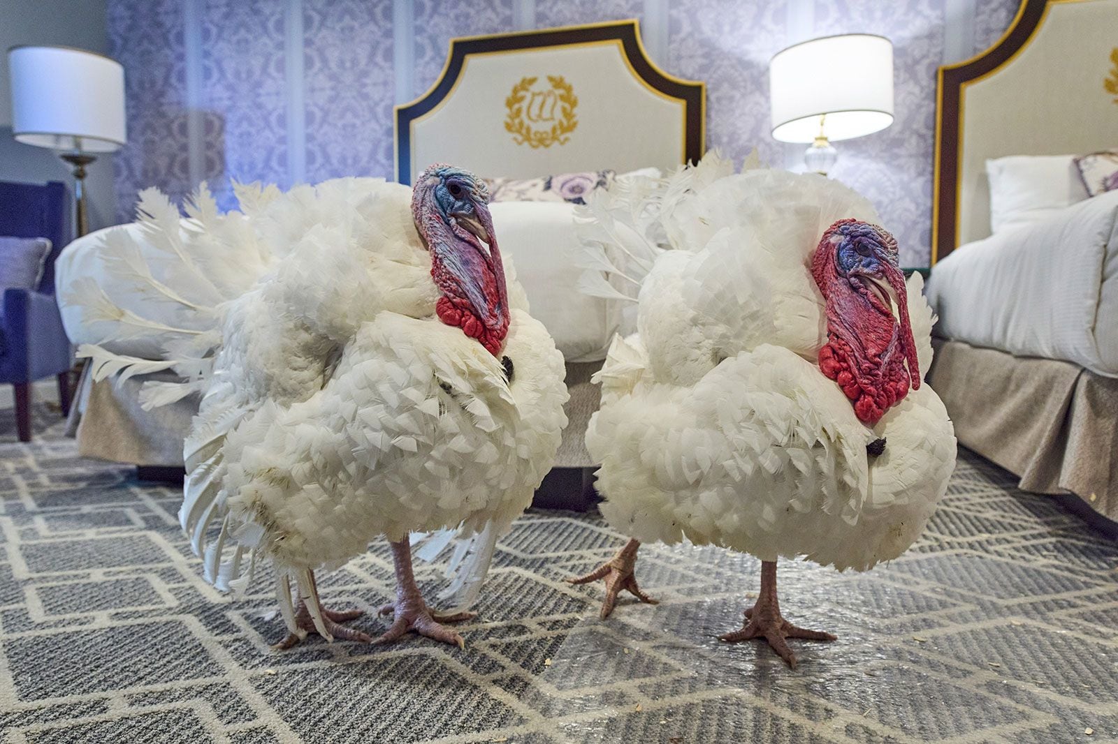 Los pavos salvados se dan la gran vida en un hotel 5 estrellas.
