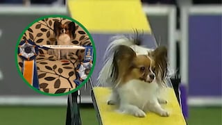 Mira a esta perrita hacer añicos el récord de velocidad de un famoso concurso canino