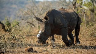 ​Cortarán cuernos a rinocerontes para salvarlos de cazadores furtivos (VIDEO)