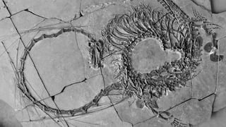 “Dragón acuático” habitó la Tierra hace 240 millones de años, científicos descubren fósil