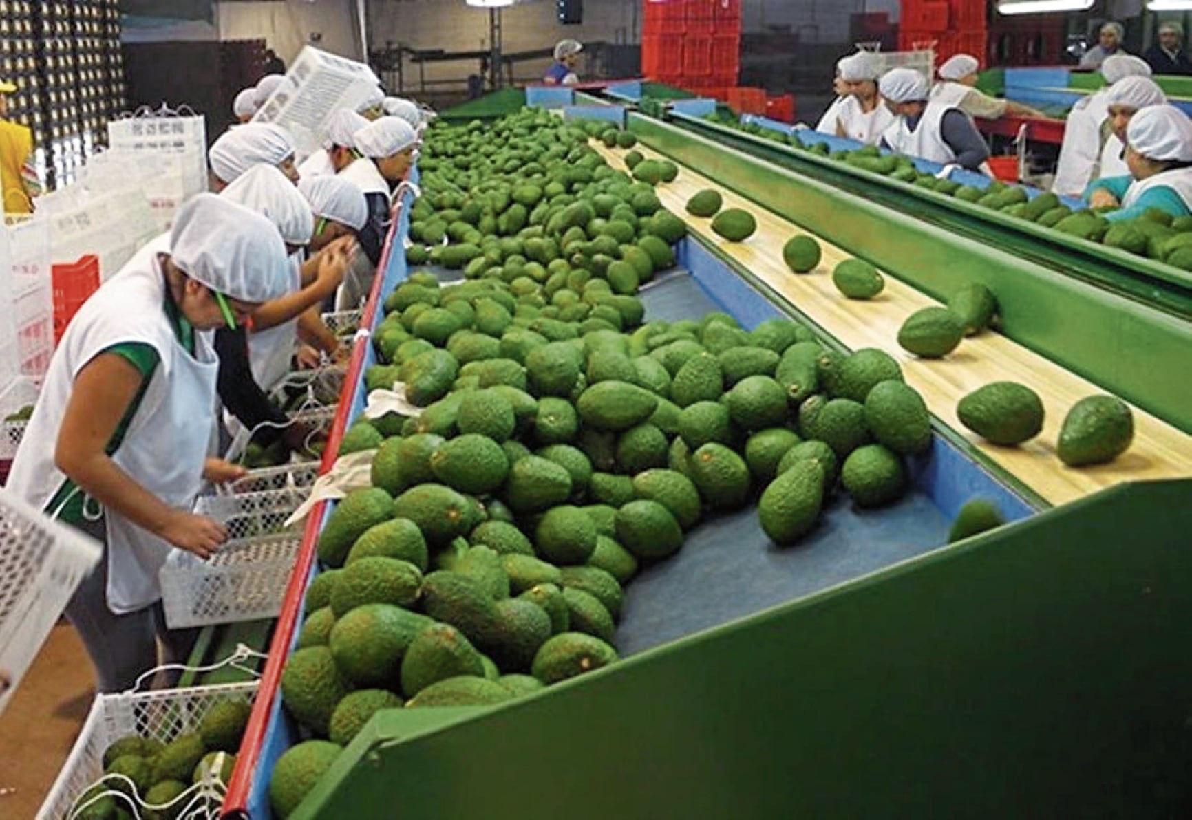 Las paltas son uno de nuestros productos estrella de exportación en el campo agrícola.