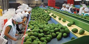 Las paltas son uno de nuestros productos estrella de exportación en el campo agrícola.