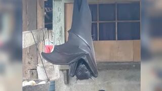 Diadema: el intimidante murciélago más grande del mundo