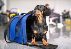 Esto es lo que debes saber si quieres viajar con tu mascota en el Metropolitano