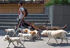 Prohíben pasear a perros en lugares públicos como plazas y calles