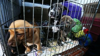 Perritos y gatitos que fueron rescatados en Mesa Redonda buscan ser adoptados (VIDEO)