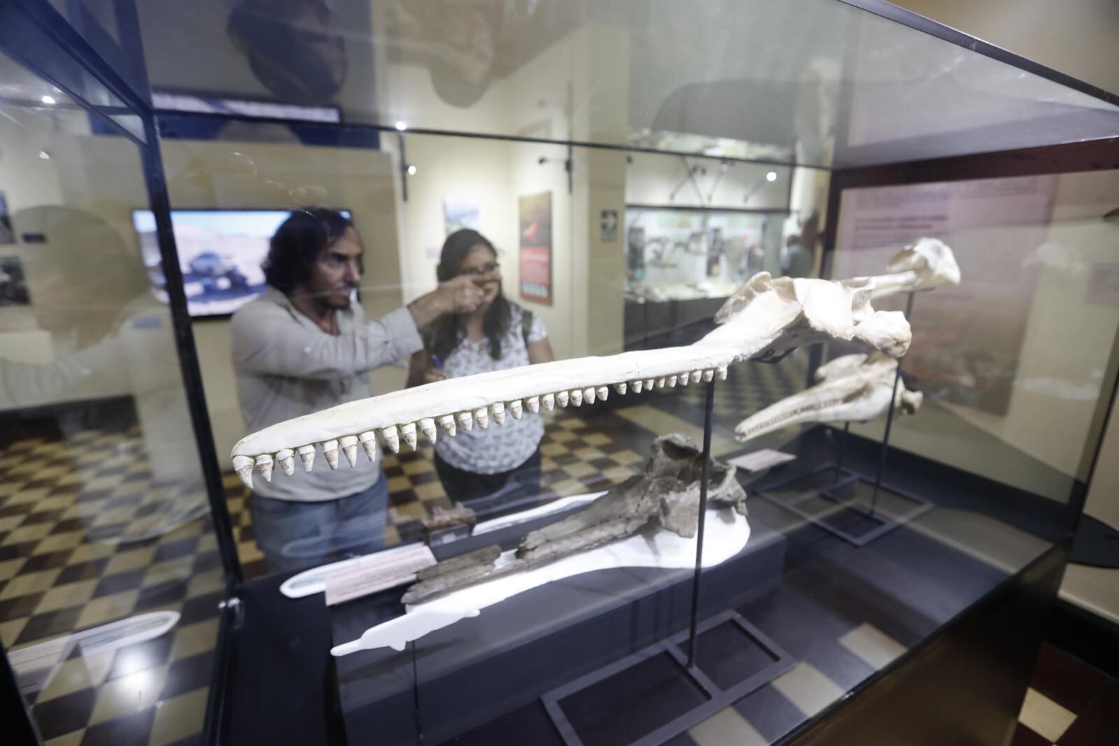 En 2018, paleontólogos sanmarquinos descubrieron los fósiles del delfín de agua dulce más grande. FOTOS: JESÚS SAUCEDO