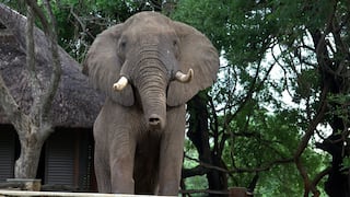 Elefante sorprende al brincar barda de hotel para robar mangos | FOTOS Y VIDEO