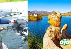 Pez depredador africano es encontrado en el lago Titicaca y podría provocar desequilibrio biológico