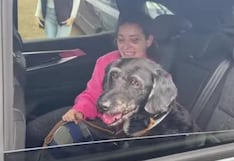 Alegría en medio de la tragedia: Apareció el perrito que desapareció tras el choque de trenes