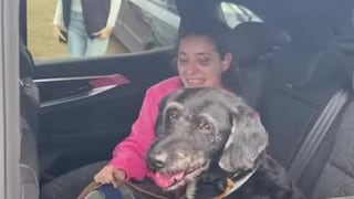 Alegría en medio de la tragedia: Apareció el perrito que desapareció tras el choque de trenes