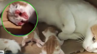 La reacción de una gata al ver a una de sus crías con dos cabezas (VIDEO)