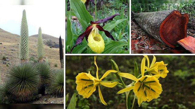Conoce las 10 plantas en extinción del Perú