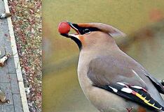 Pájaros se emborrachan y arman escándalo al cantar y caer al suelo