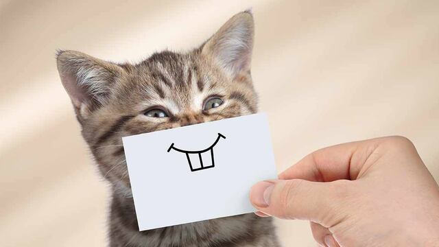APP que usa cámara del celular te permite descifrar, con criterio científico, si tu gato es feliz