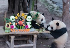 Osos panda gemelos celebran con una fiesta que cumplen 4 años