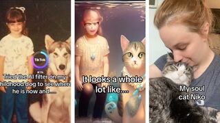 Perro se transforma y “reencarna” en gato gracias a la inteligencia artificial | VIDEO