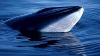 Indígenas del Pacífico reclaman otorgar a las ballenas los mismos derechos que tienen los humanos