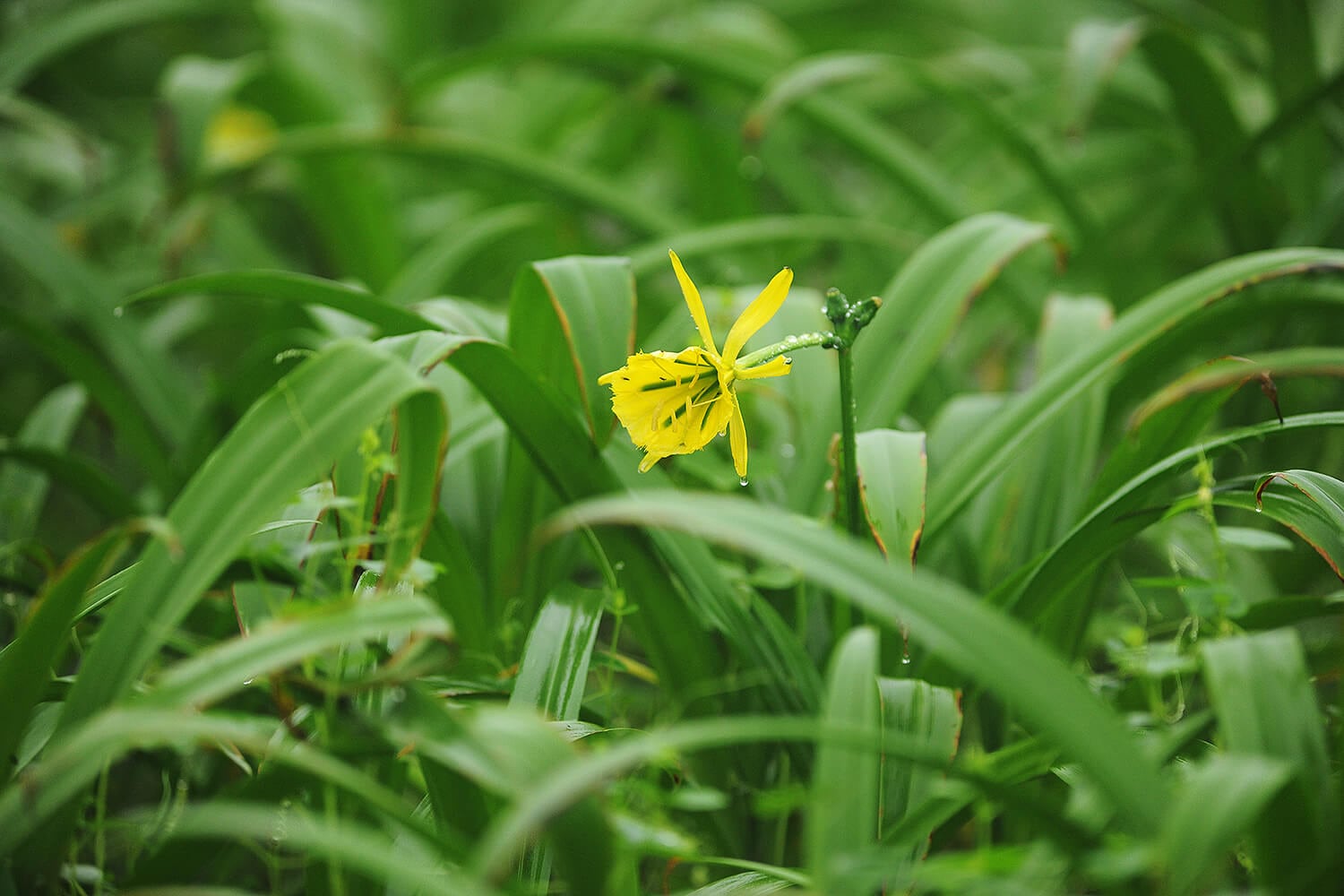 La flor de Amancay florece una vez al año y por poco tiempo. En las lomas del santuario es posible verla entre los meses de junio y julio.
