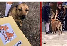 Perrito “chancón” se gradúa junto a sus compañeritos humanos en escuela primaria