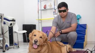 5 beneficios de las técnicas de fisioterapia y rehabilitación para las mascotas