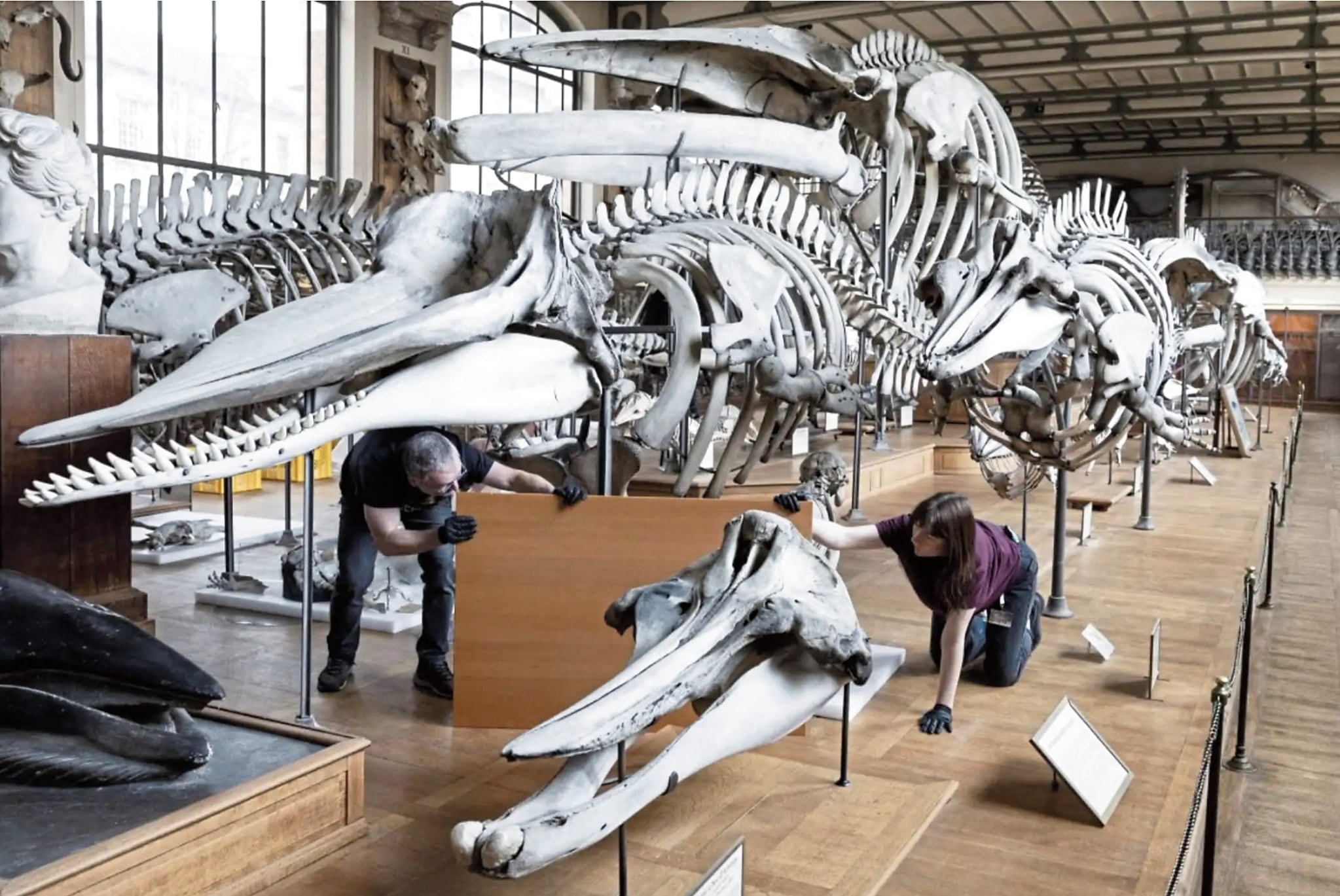 Galería de Paleontología y Anatomía del Museo Nacional de Historia Natural de París reabierta tras refacción tecnológica