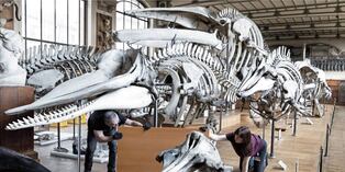 Los técnicos preparan protecciones para esqueletos antes de los trabajos que deben realizarse en el Museo de Historia Natural de París. Foto: AFP