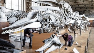 Cuidan como oro a miles de huesos y los reubican por obras en museo