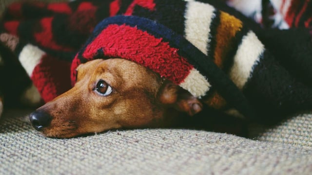 Alergia o asma: Cómo saber si tu mascota padece de asma o alergia en este invierno