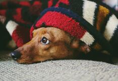 Alergia o asma: Cómo saber si tu mascota padece de asma o alergia en este invierno