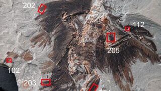Plumas fósiles conservan queratina y melanosomas de 130 millones de años 