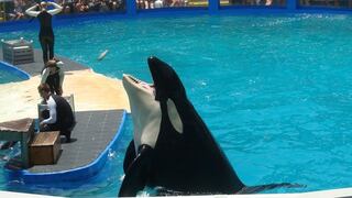 Ecologistas denuncian malas condiciones de la orca Lolita en Acuario de Miami 