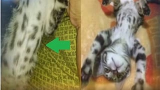 ​Gato peruano nace marcado con el número “1521” en su cuerpo (VÍDEO)