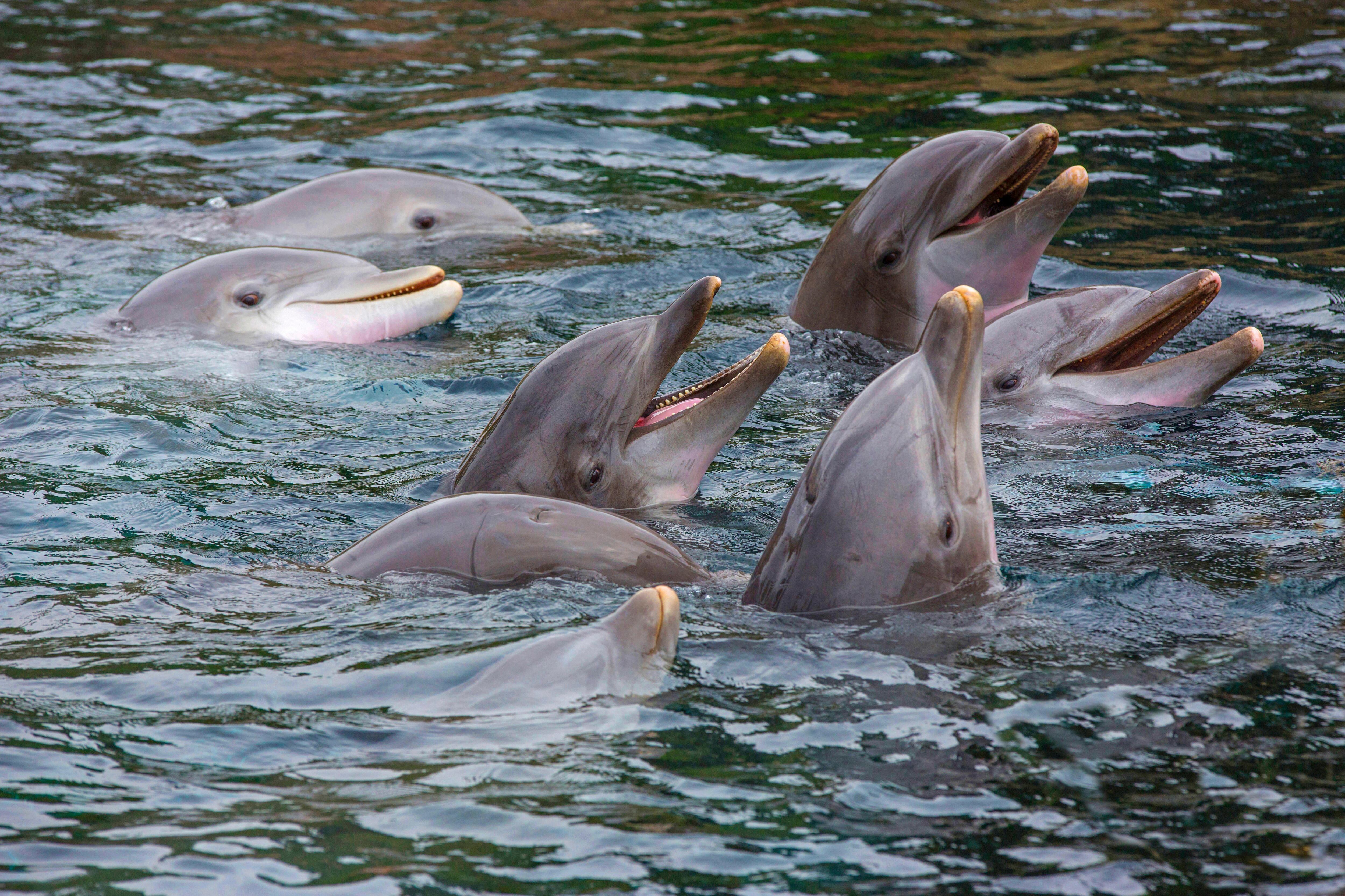 Los delfines "sonríen" cuando juegan y ello es una forma de comunicación.