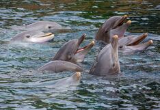 Delfines “sonríen” para comunicarse cuando juegan entre ellos, confirma la ciencia