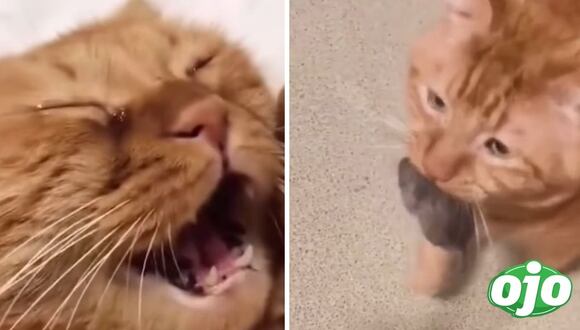 Gatito llora por su ratón